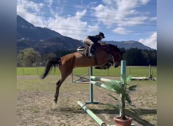 Oldenburger Springpaard, Ruin, 6 Jaar, 175 cm, Bruin