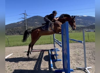 Oldenburger Springpaard, Ruin, 6 Jaar, 175 cm, Bruin