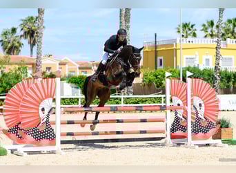 Oldenburger Springpaard, Ruin, 6 Jaar, 183 cm, Donkerbruin