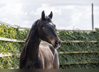 Oldenburger Springpaard, Ruin, 6 Jaar, Bruin