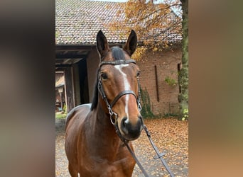 Oldenburger Springpaard, Ruin, 7 Jaar, 164 cm, Donkerbruin