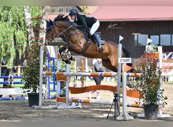 Oldenburger Springpaard, Ruin, 7 Jaar, 164 cm, Donkerbruin