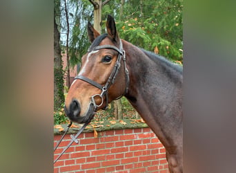 Oldenburger Springpaard, Ruin, 7 Jaar, 164 cm, Donkerbruin