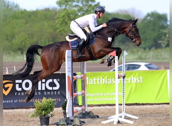Oldenburger Springpaard, Ruin, 7 Jaar, 165 cm