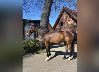 Oldenburger Springpaard, Ruin, 7 Jaar, 165 cm