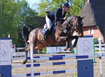 Oldenburger Springpaard, Ruin, 7 Jaar, 165 cm