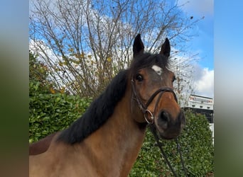 Oldenburger Springpaard, Ruin, 7 Jaar, 167 cm, Bruin