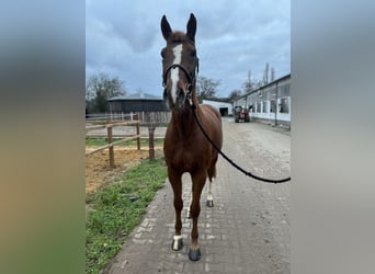 Oldenburger Springpaard, Ruin, 7 Jaar, 168 cm, Vos