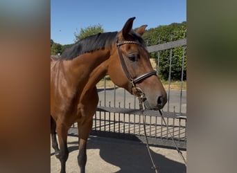 Oldenburger Springpaard, Ruin, 7 Jaar, 170 cm, Bruin
