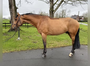 Oldenburger Springpaard, Ruin, 7 Jaar, 172 cm, Bruin