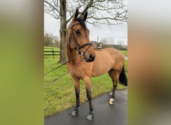 Oldenburger Springpaard, Ruin, 7 Jaar, 172 cm, Bruin