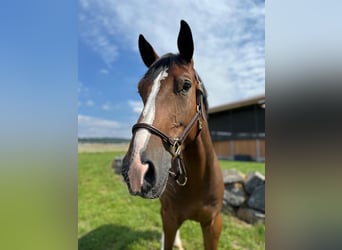 Oldenburger Springpaard, Ruin, 7 Jaar, 172 cm, Bruin