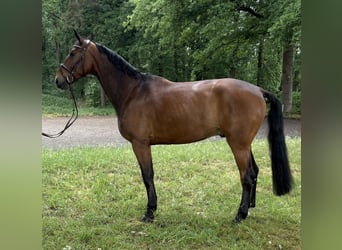 Oldenburger Springpaard, Ruin, 7 Jaar, 173 cm, Bruin