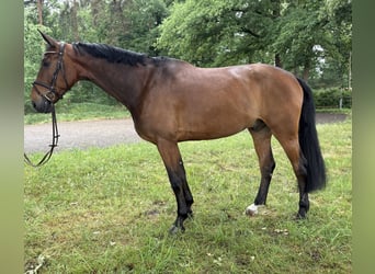 Oldenburger Springpaard, Ruin, 7 Jaar, 173 cm, Bruin
