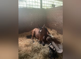 Oldenburger Springpaard, Ruin, 7 Jaar, 173 cm, Bruin