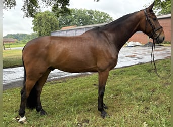 Oldenburger Springpaard, Ruin, 7 Jaar, 173 cm, Bruin