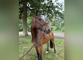Oldenburger Springpaard, Ruin, 7 Jaar, 173 cm, Bruin