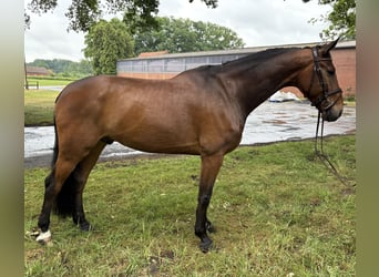 Oldenburger Springpaard, Ruin, 7 Jaar, 173 cm, Bruin
