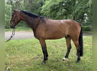 Oldenburger Springpaard, Ruin, 7 Jaar, 173 cm, Bruin