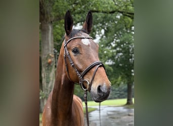 Oldenburger Springpaard, Ruin, 7 Jaar, 173 cm, Bruin