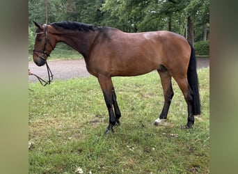 Oldenburger Springpaard, Ruin, 7 Jaar, 173 cm, Bruin
