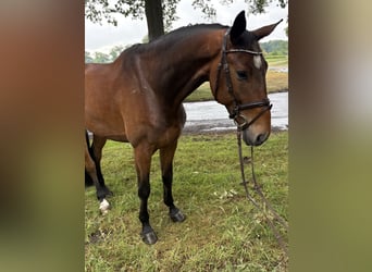 Oldenburger Springpaard, Ruin, 7 Jaar, 173 cm, Bruin