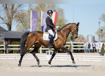 Oldenburger Springpaard, Ruin, 7 Jaar, 175 cm, Roodbruin