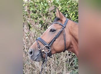 Oldenburger Springpaard, Ruin, 8 Jaar, 164 cm, Bruin