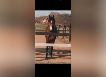 Oldenburger Springpaard, Ruin, 8 Jaar, 165 cm, Bruin