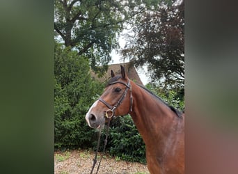 Oldenburger Springpaard, Ruin, 8 Jaar, 165 cm, Bruin