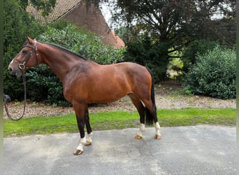 Oldenburger Springpaard, Ruin, 8 Jaar, 165 cm, Bruin