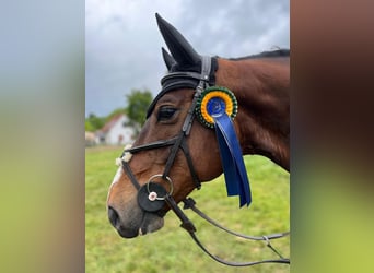 Oldenburger Springpaard, Ruin, 8 Jaar, 165 cm, Bruin