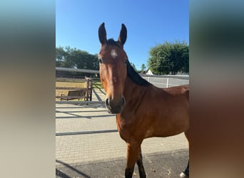 Oldenburger Springpaard, Ruin, 8 Jaar, 166 cm, Bruin