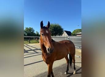 Oldenburger Springpaard, Ruin, 8 Jaar, 166 cm, Bruin