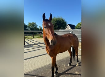 Oldenburger Springpaard, Ruin, 8 Jaar, 166 cm, Bruin