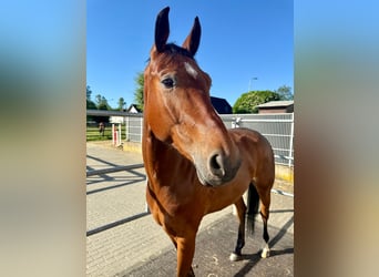 Oldenburger Springpaard, Ruin, 8 Jaar, 166 cm, Bruin