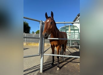 Oldenburger Springpaard, Ruin, 8 Jaar, 166 cm, Bruin