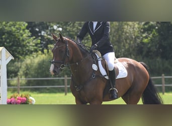 Oldenburger Springpaard, Ruin, 8 Jaar, 168 cm, Bruin
