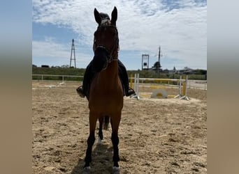 Oldenburger Springpaard, Ruin, 8 Jaar, 168 cm, Bruin