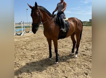 Oldenburger Springpaard, Ruin, 8 Jaar, 168 cm, Bruin