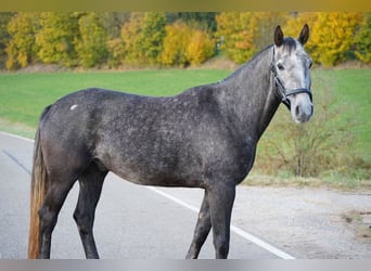 Oldenburger Springpaard, Ruin, 8 Jaar, 170 cm, Zwartschimmel