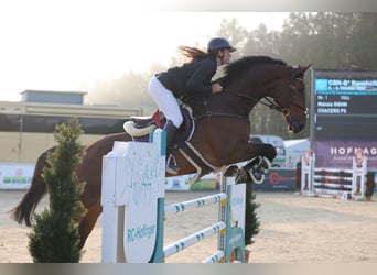 Oldenburger Springpaard, Ruin, 8 Jaar, 172 cm, Bruin