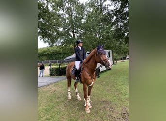 Oldenburger Springpaard, Ruin, 8 Jaar, 172 cm, Vos