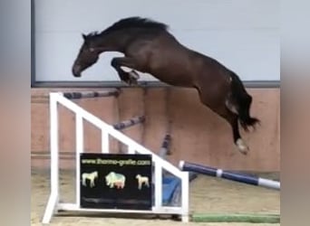 Oldenburger Springpaard, Ruin, 8 Jaar, 178 cm, Bruin