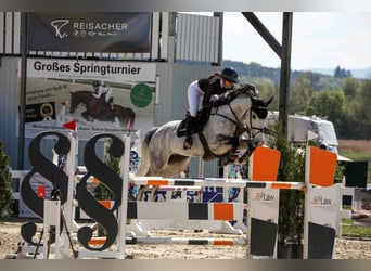 Oldenburger Springpaard, Ruin, 9 Jaar, 166 cm, Appelschimmel