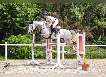 Oldenburger Springpaard, Ruin, 9 Jaar, 166 cm, Appelschimmel