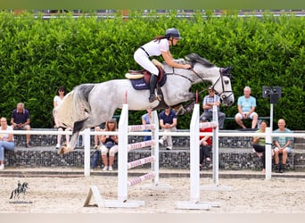 Oldenburger Springpaard, Ruin, 9 Jaar, 166 cm, Appelschimmel