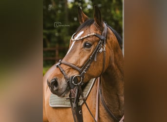 Oldenburger Springpaard, Ruin, 9 Jaar, 167 cm, Bruin