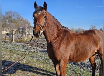 Oldenburger Springpaard, Ruin, 9 Jaar, 168 cm, Bruin