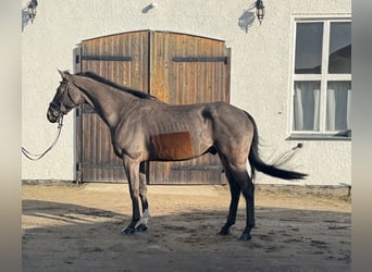 Oldenburger Springpaard, Ruin, 9 Jaar, 170 cm, Bruin